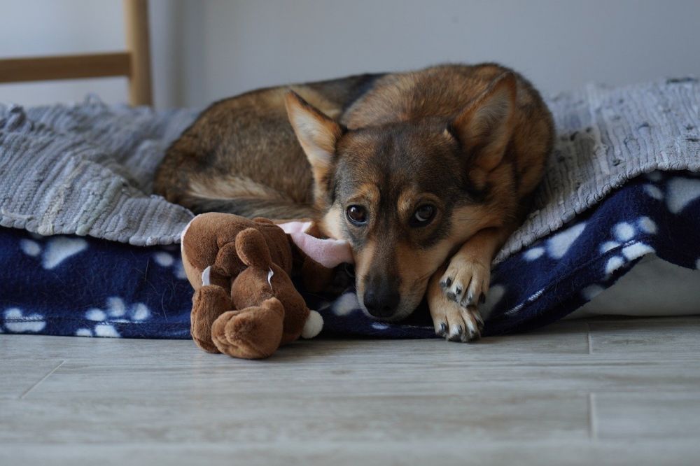 Den perfekte hundeseng: komfort og funktionalitet til din firbenede ven